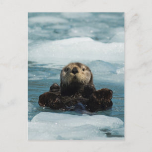 Floating Otter Postcard