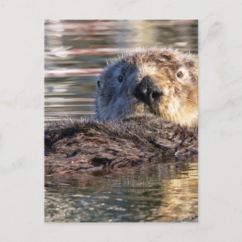 Floating Otter Postcard