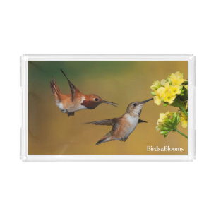 Floating Rufous Hummingbird Acrylic Tray