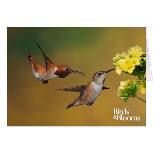 Floating Rufous Hummingbird Cards (Front Horizontal)