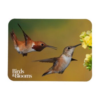 Floating Rufous Hummingbird Magnet by birdsandblooms at Zazzle