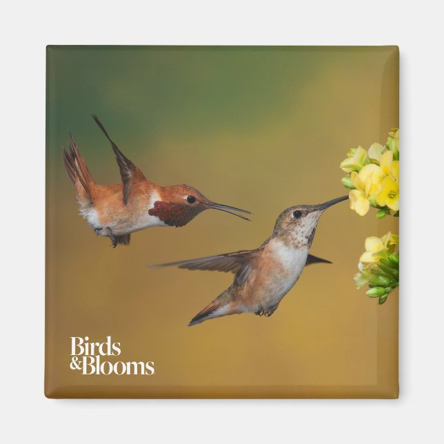 Floating Rufous Hummingbird Magnet (Front)
