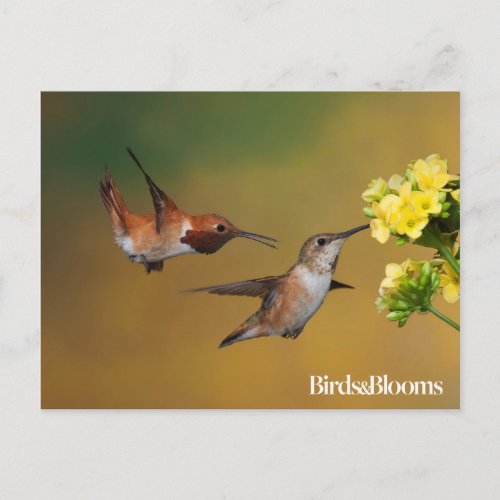 Floating Rufous Hummingbird Postcard