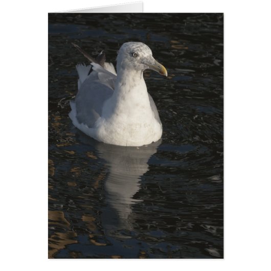 Floating Seagull Cards (Front)