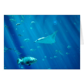 Floating Sting Ray Cards