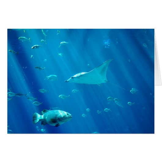 Floating Sting Ray Cards (Front Horizontal)
