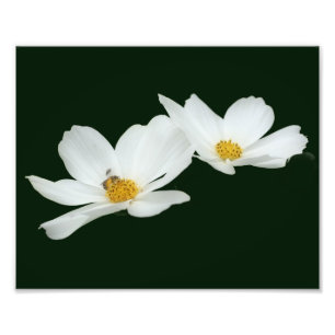 Floating White Cosmos Flowers And Bee 8x10 Photo Print