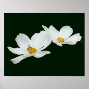 Floating White Cosmos Flowers And Bee  Poster