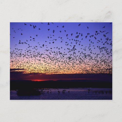Flock at Sunrise Postcard