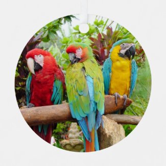 Flock of Colorful Macaw Parrots