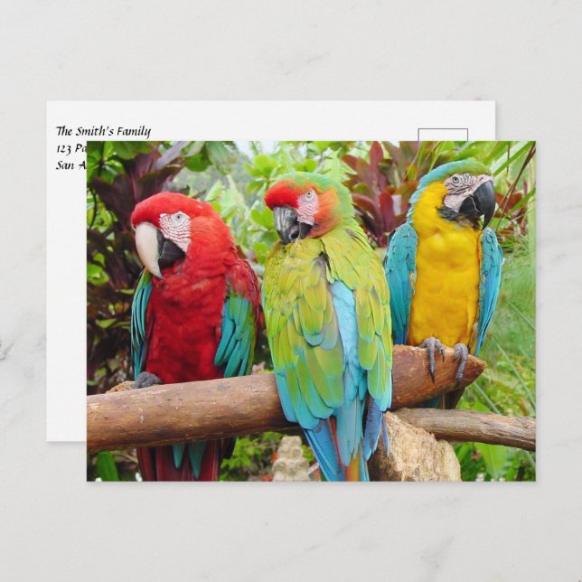Flock of Colorful Macaw Parrots Postcard (Front/Back)