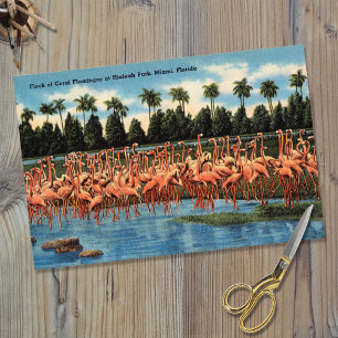 Flock of Coral Flamingos at Hialeah Park Miami Fl Tissue Paper