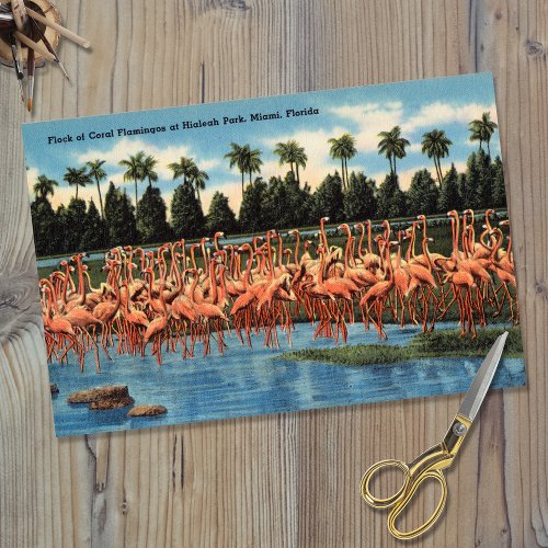 Flock of Coral Flamingos at Hialeah Park Miami Fl Tissue Paper