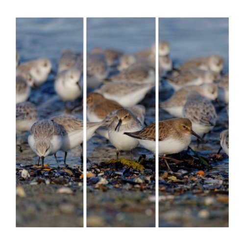 Flock of Dunlins and Sanderlings at the Beach Triptych