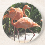 Flock of Flamingos Coaster