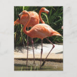 Flock of Flamingos Postcard