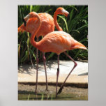 Flock of Flamingos Poster