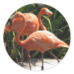 Flock of Flamingos Stickers