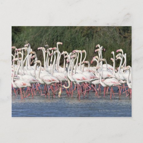 Flock of flamingos wading  France Postcard