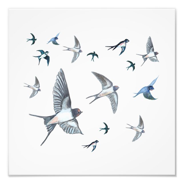 Flock Of Flying Swallow Birds Illustration Photo Print (Front)