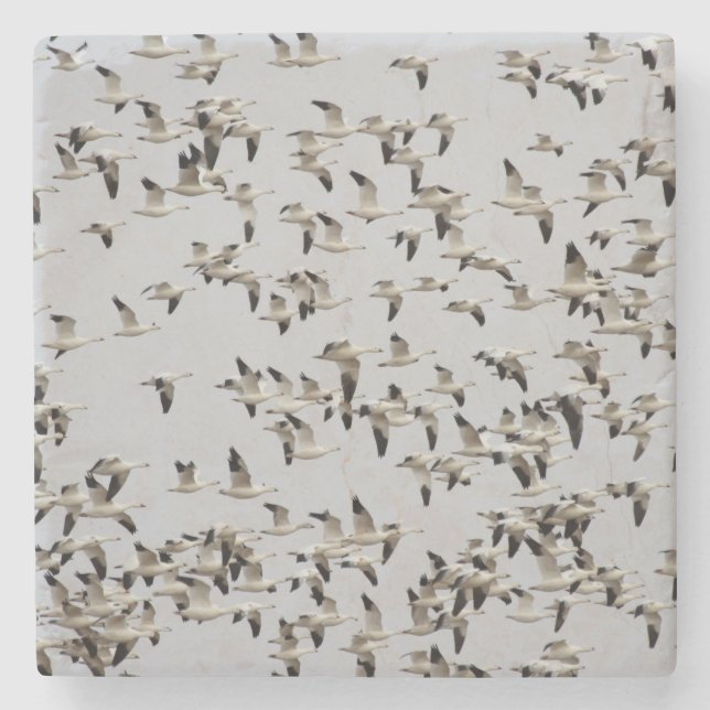 Flock of Geese in Flight Stone Coaster (Front)