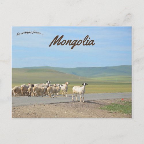 Flock of Goats in Mongolia Postcard