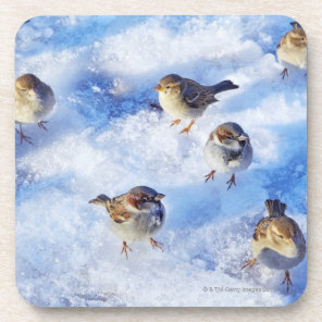 Flock of House Sparrows 'Passer domesticus' on Drink Coaster