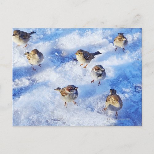 Flock of House Sparrows Passer domesticus on Postcard