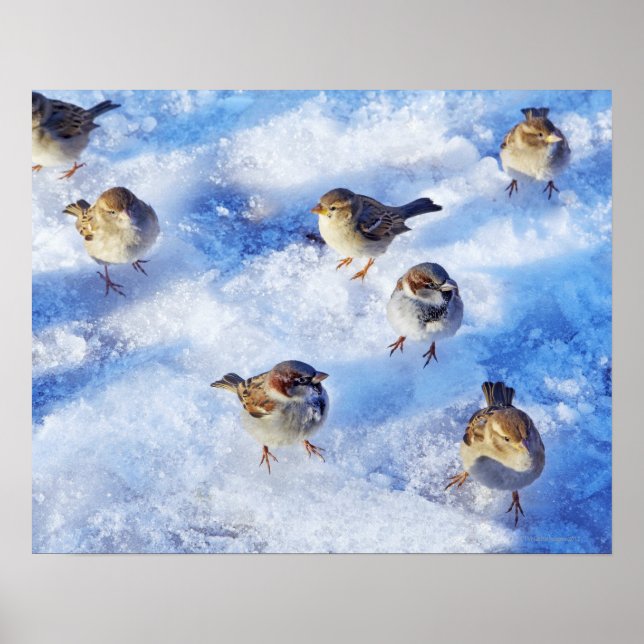 Flock of House Sparrows 'Passer domesticus' on Poster (Front)
