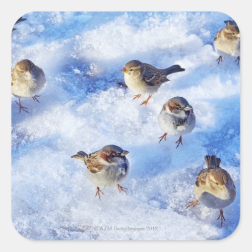 Flock of House Sparrows Passer domesticus on Square Sticker