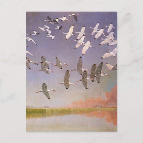 Flock of Ibis Flying Over Wetlands Vintage Birds Postcard