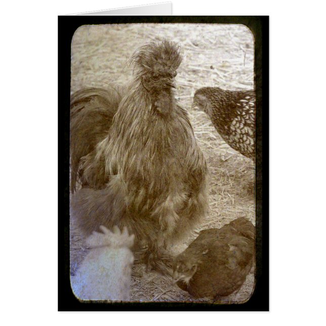 Flock of Many Colors (Front)