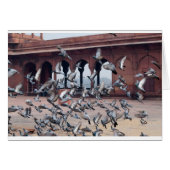 Flock of pigeons (Front Horizontal)