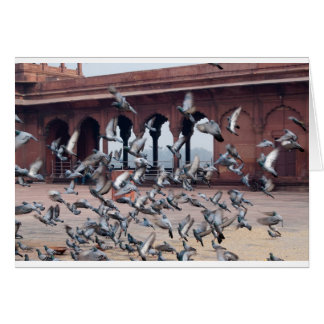 Flock of pigeons cards