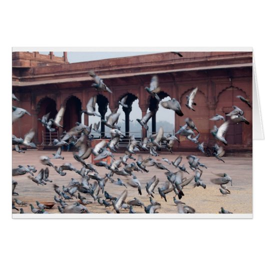 Flock of pigeons cards (Front Horizontal)