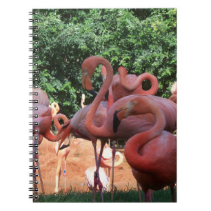 Flock Of Pink Flamingos Notebook
