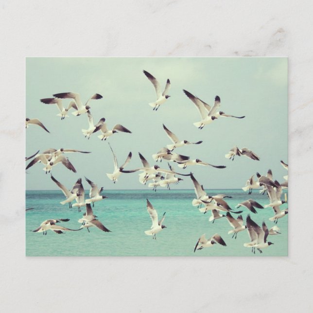 Flock of seagulls flying above the ocean. holiday postcard (Front)