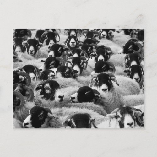 Flock of Sheep Black and White Postcard