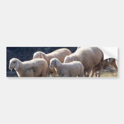 flock of sheep bumper sticker