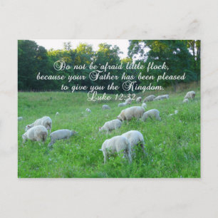 Flock of Sheep-Easter/ with Biblical Psalm Holiday Postcard