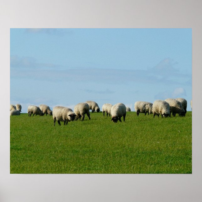 Flock of Sheep on a Hill Poster (Front)