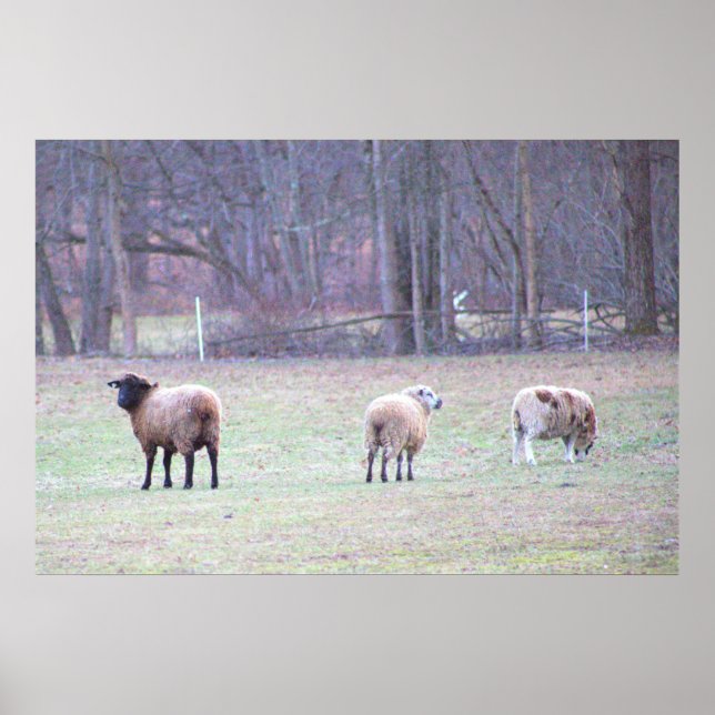 Flock of Sheep Photo Poster (Front)