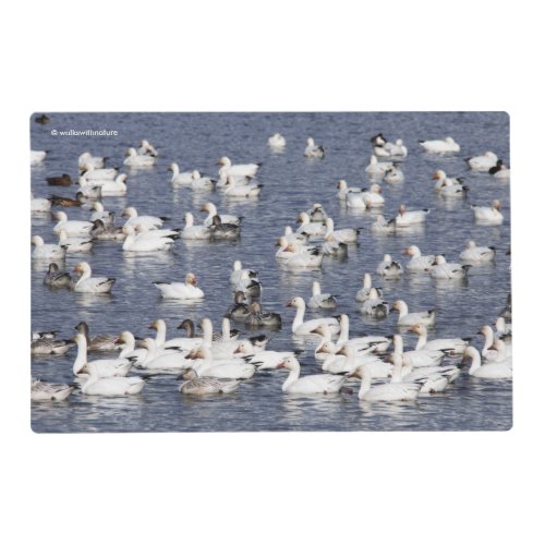 Flock of Snow Geese Swimming at the Beach Placemat