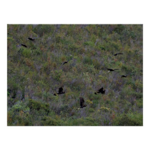 Flock of Yellow-tailed Black Cockatoos Poster