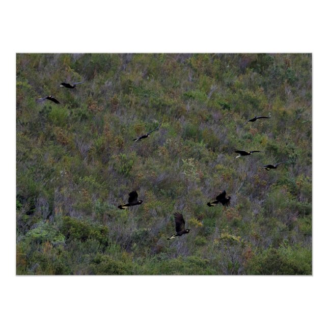 Flock of Yellow-tailed Black Cockatoos Poster (Front)