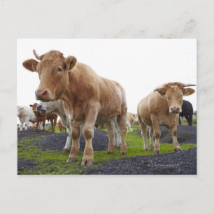 Flock of young white cows in Scottish field Postcard