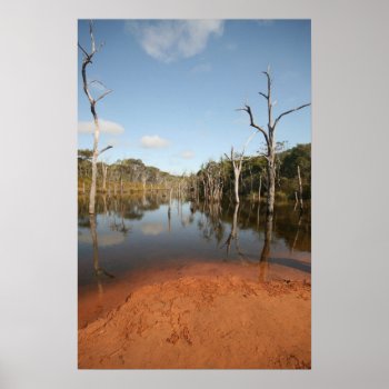 Flooded Trees  Sheldon Lagoon Poster by ImageAustralia at Zazzle