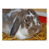 Floppy eared bunny (Front Horizontal)