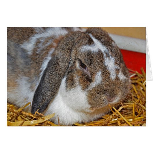 Floppy eared bunny cards (Front Horizontal)