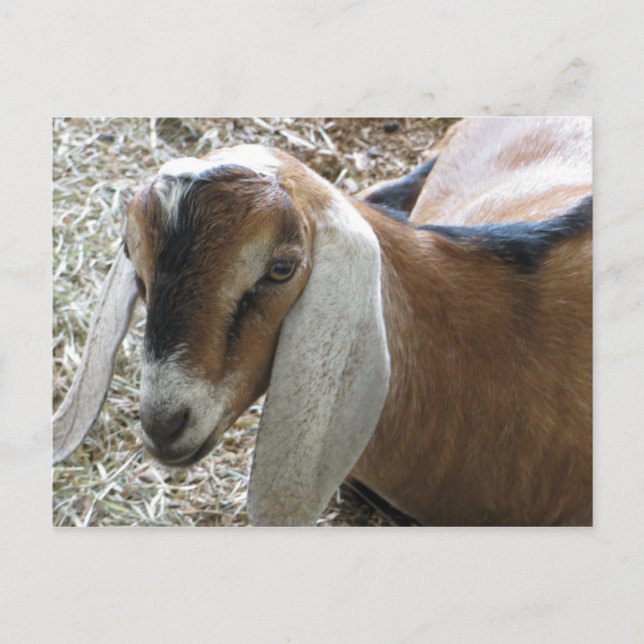 Floppy-Eared Goat Postcard (Front)